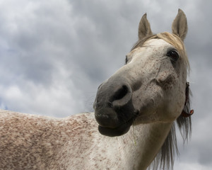 Portrait of an Arabian horse against a cloudy sky