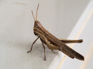 Grasshopper Walk up The Stairs