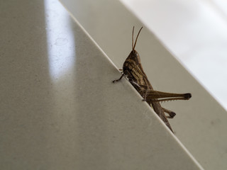 Grasshopper Walk up The Stairs