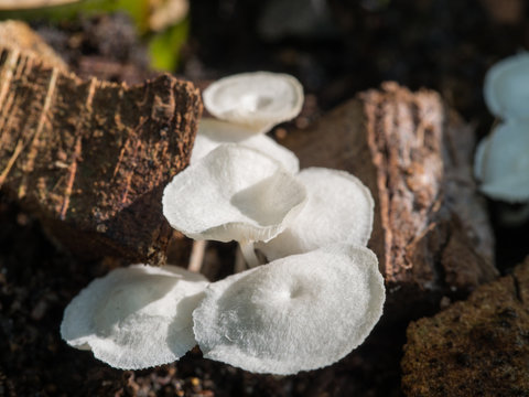 White Mushroom Growing form a Wood