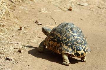schildkröte
