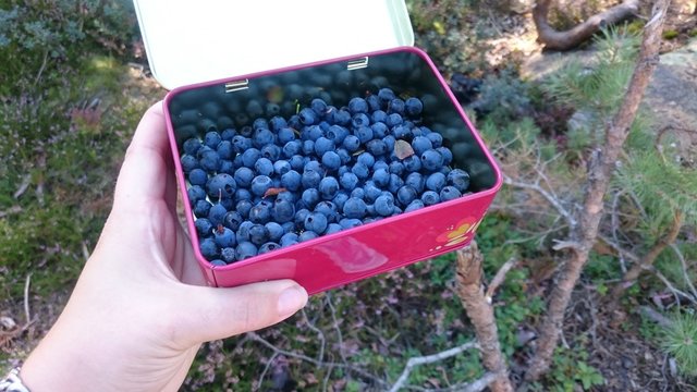 New picked blueberries