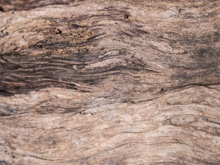 Texture of Wood in Background