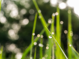 Water Drop Perched on The Rice