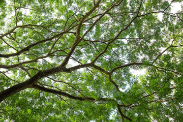 Green tree leaves background.