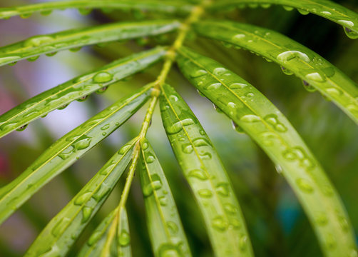 Palm tree leaf with rain water drops closeup