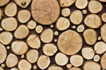 Wood texture background have many logs that cut from big and small tree