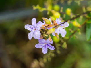 Purple Fujian Tea Flowers After