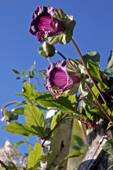 Cobaea flowers