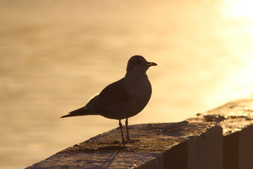 Seagull sitting on a railing granite embankment of the Northern Dvina River on sunset background
