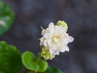 Jasmine Flower in The Garden