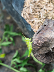 Grasshopper Perched on Decay leaf