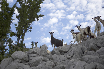 Goats in Krupa river canyon in Croatia