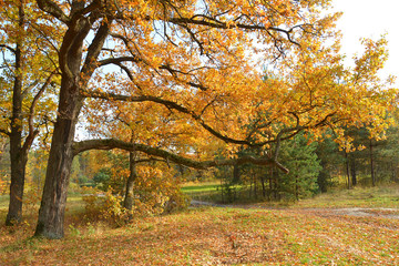 Autumn in the oak grove