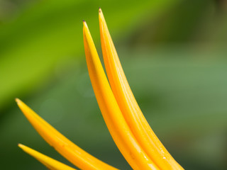 Yellow Bird of Paradise Flower
