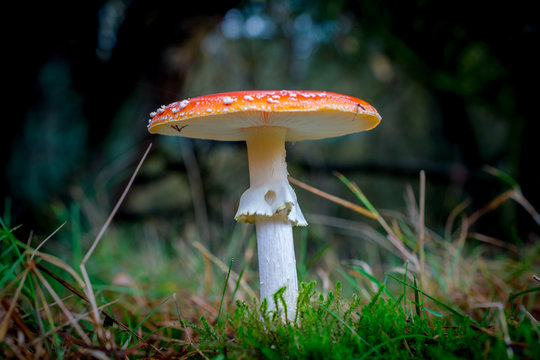 Toxic Red agaric with white dots in a forrest 