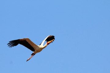 Afrikanische teichhuhn