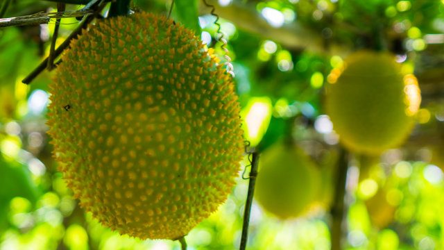 Gac fruit on tree