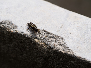 Cricket Sitting on The Cement Wall