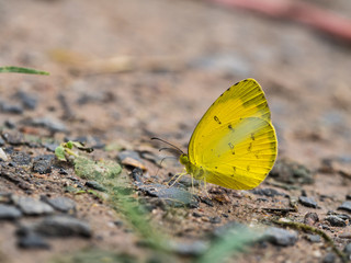 Little Yellow Butterfly on The Ground