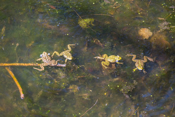 huge frogs in a pond