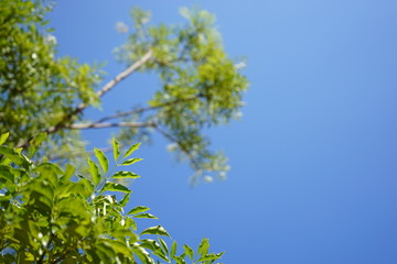 Fototapeta premium Fresh green leaves in the sky