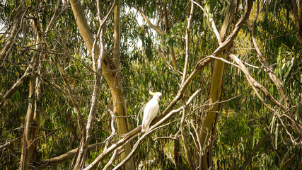 Gelbhaubenkakadu auf Eukalyptusbaum in Australien