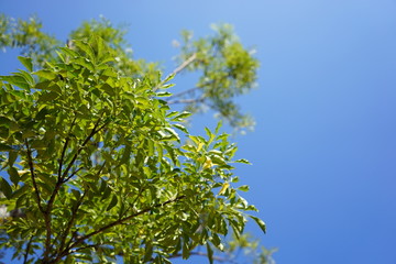 Fresh green leaves in the sky