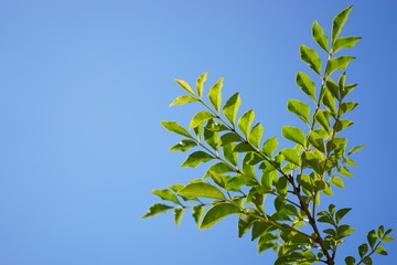 Fresh green leaves in the sky