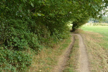 Fototapeta na wymiar een landweggetje tussen bos en weiland in de Achterhoek