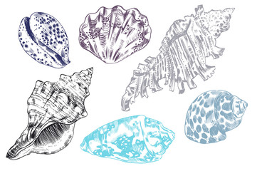 Sea shells vector monochrome illustration texture background