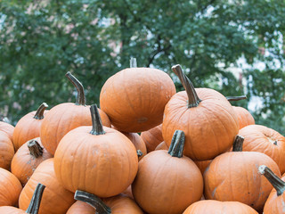 Harvest: A Heap of Halloween Pumpkins With Trees In The Background