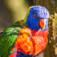 Allfarblori (Trichoglossus haematodus) 