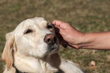 Female labrador dog head and female hand on it