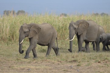 Fototapeta premium herd of elephants approaching a waterhole to drink in Mikumi National Park in Tanzania 