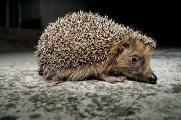 West European Hedgehog © underworld