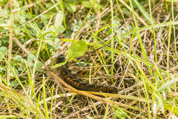 Caterpillar eating the leaf.
