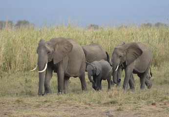 Naklejka na ściany i meble herd of elephants approaching a waterhole to drink in Mikumi National Park in Tanzania 