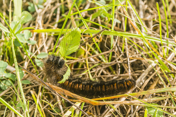 Butterfly caterpillar eating a leaf.