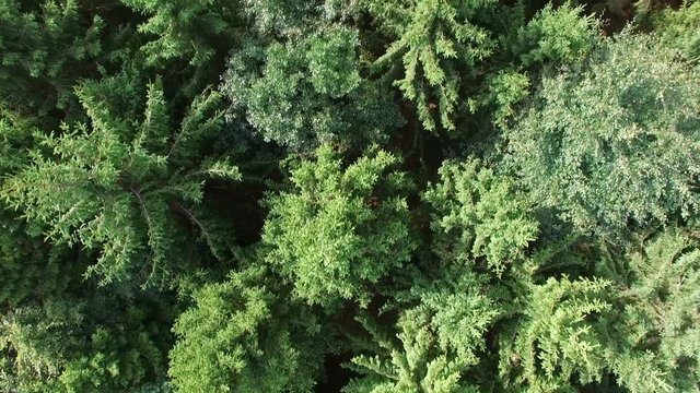 Flying with a drone over a forest.