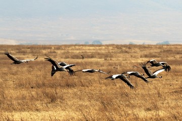 Krone-Vogel