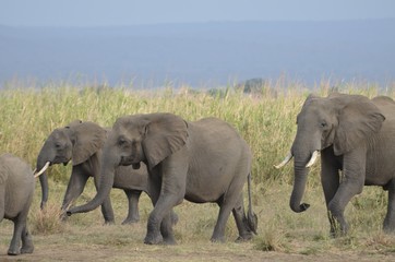 herd of elephants approaching a waterhole to drink in Mikumi National Park in Tanzania 