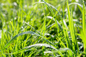 Tropfen strahlt auf dem grün vom Gras in der Natur