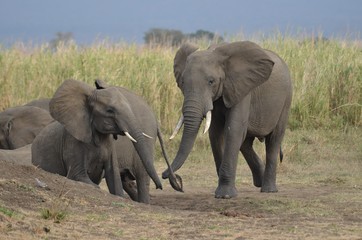 Fototapeta premium Young elephant and his mother in MIkumi National Park in Tanzania easthern Africa 