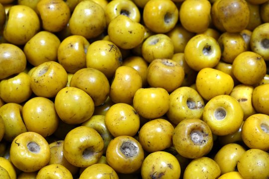 Nance (Byrsonima crassifolia)