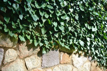 Ivy covered stone wall