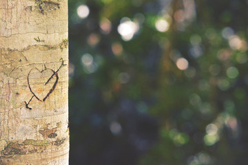 Fototapeta premium Heart and arrow carved in tree trunk in dappled forest light. Retro toned image with copy space.