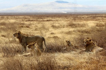 Lion