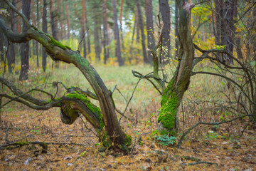 Obraz premium autumn forest scene, oak in a moss
