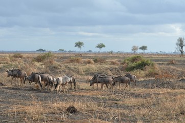 Naklejka na ściany i meble wildebeest in Mikumi National park in Tanzania east Africa